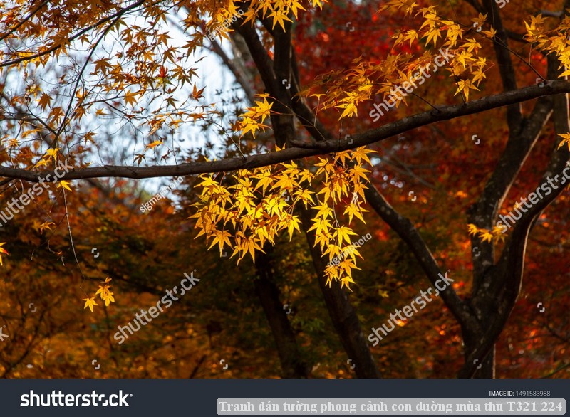 Tranh dán tường phong cảnh con đường mùa thu T321-224